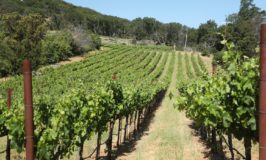 White Rabbit Vineyard