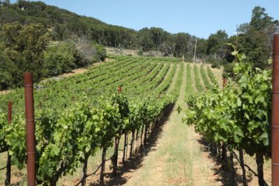 White Rabbit Vineyard