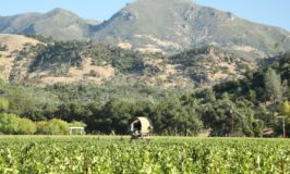 2025 Napa Wine Project Review