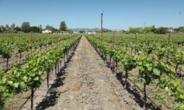 Grower Spotlight: Thomson Vineyard, Carneros Napa Valley