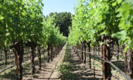 Farang Wine