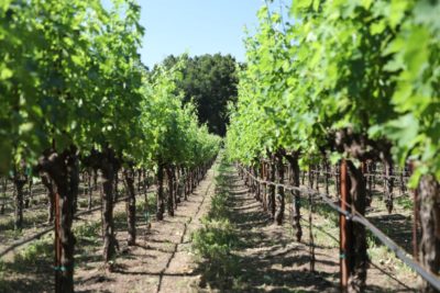 Farang Wine