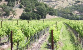 Micro-Winery Guild launches to spotlight Napa & Sonoma’s Family Run Wineries