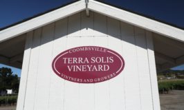 Terra Solis Vineyard