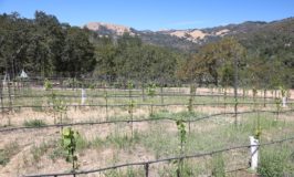 Baker Canyon Wine