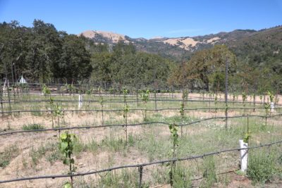 Baker Canyon Wine
