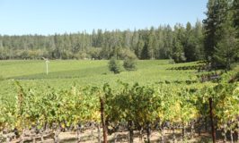 D. Vines Estate