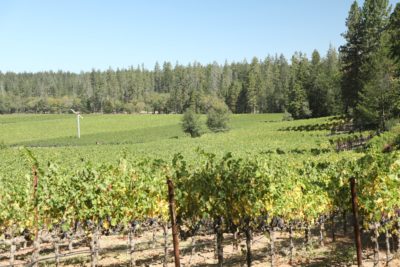 D. Vines Estate