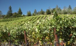 Seaver Family Vineyards