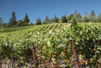 Seaver Family Vineyards